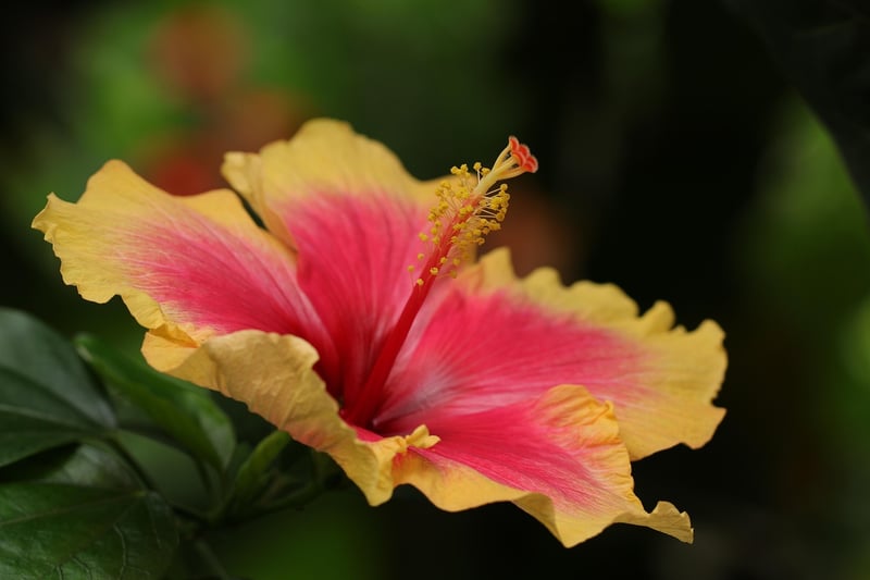 Mediterranean-Tropical